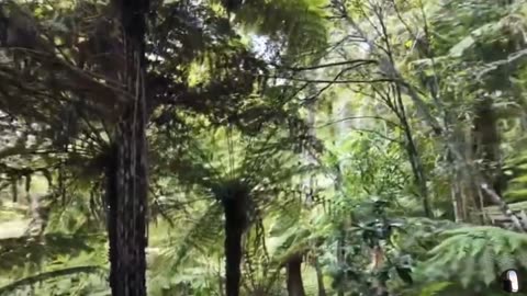 Maketu Waterfall Auckland New Zealand Tour