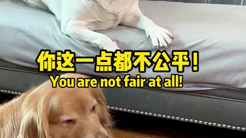 狗狗：你有点过分了，太欺负狗了Dog: You are a bit too much, you are too bullying a dog