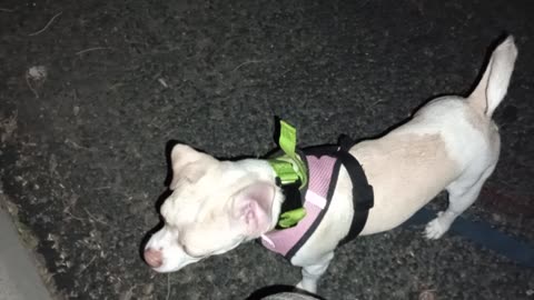 Kiko Chiquis on our evening walk Floor not so hot, less people & their pets 2 surprise us_202583275