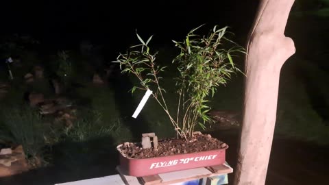 NU SUNSET GLOW CLUMPING BAMBOO BONZI - RAMMM RAMMM RAMMM...