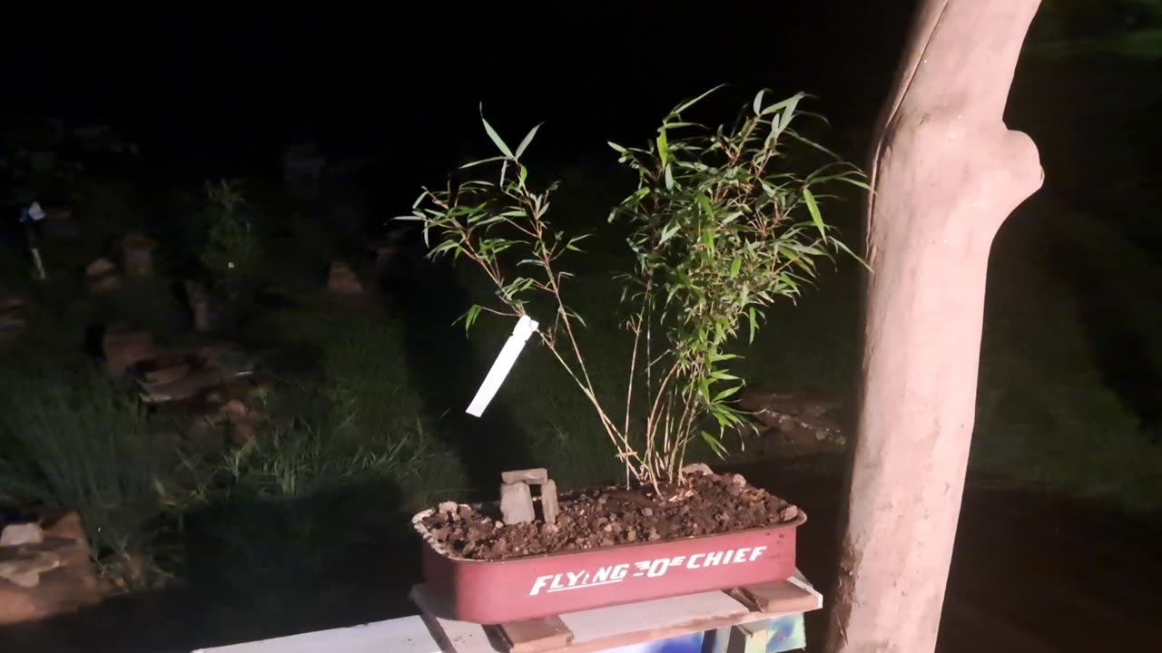 NU SUNSET GLOW CLUMPING BAMBOO BONZI - RAMMM RAMMM RAMMM...