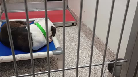 Shiroi 5y A866443 Eclipse 7y A861426 kennel 118 PACC shelter 529