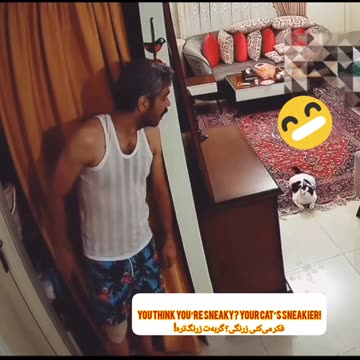 Stealth Cat Attack! حمله یواشکی گربه!