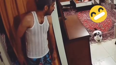 Stealth Cat Attack! حمله یواشکی گربه!