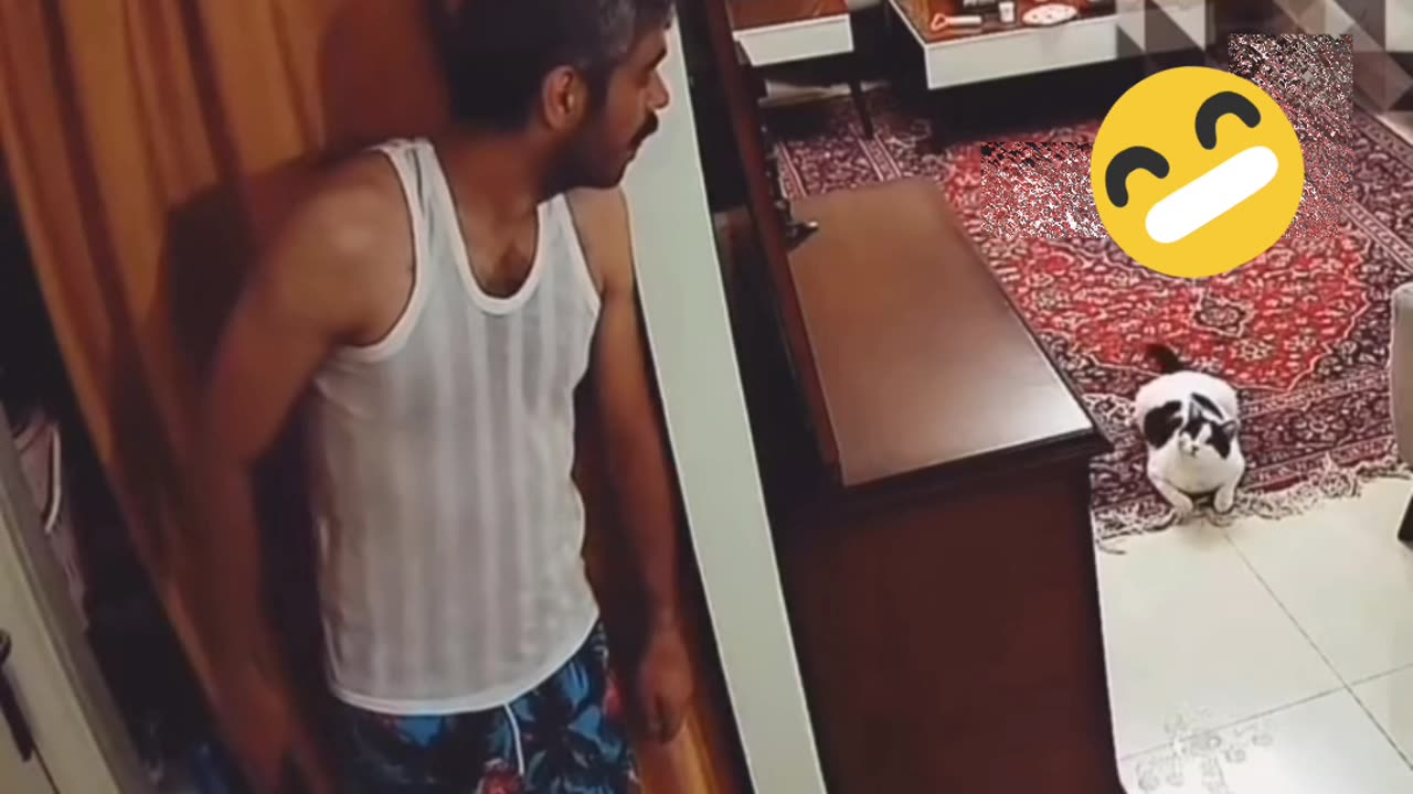 Stealth Cat Attack! حمله یواشکی گربه!