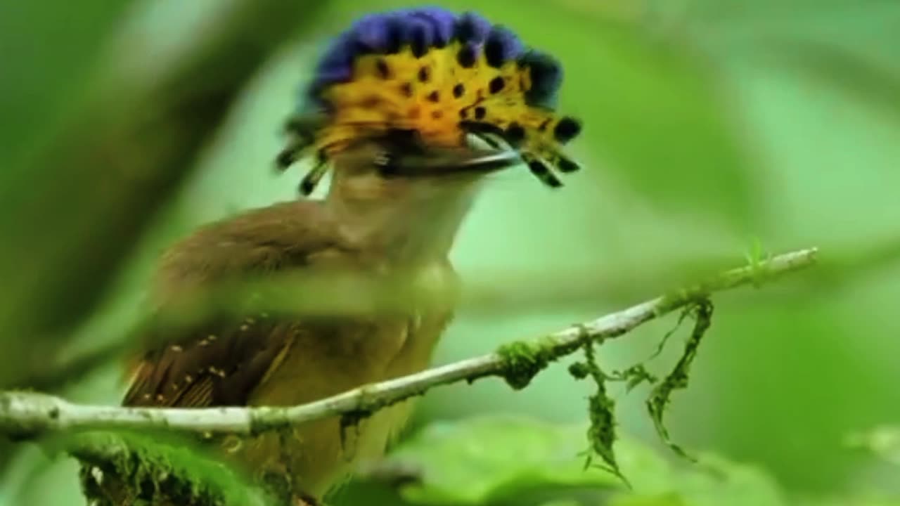 This bird is very unique, it looks like it has a crown on its head.