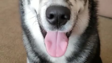 😂😂 Warning: Head Scratchies May Lead to Extreme Case of Smiles! | FunFM