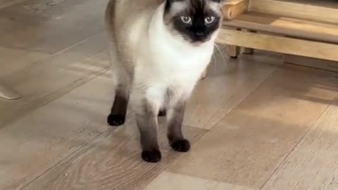 😹🔥 Merv the Cat's Epic Moment Will Make Your Day! | FunFM