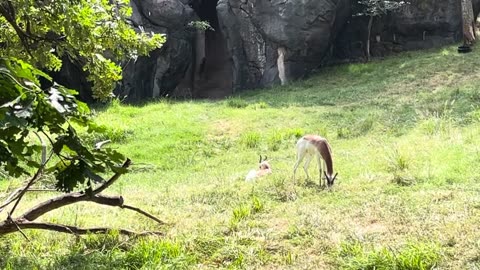 Cheetah & Goats