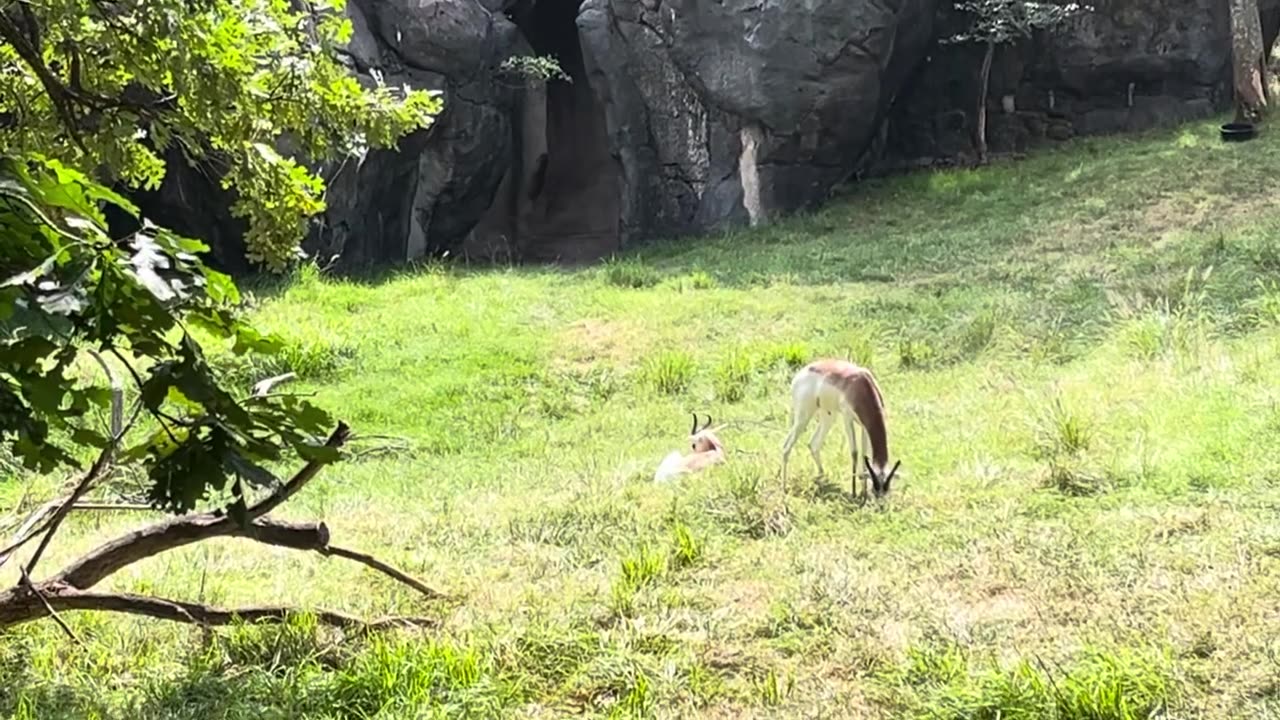 Cheetah & Goats