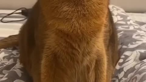 The Most Heartwarming Pet Moments! 💕🐾