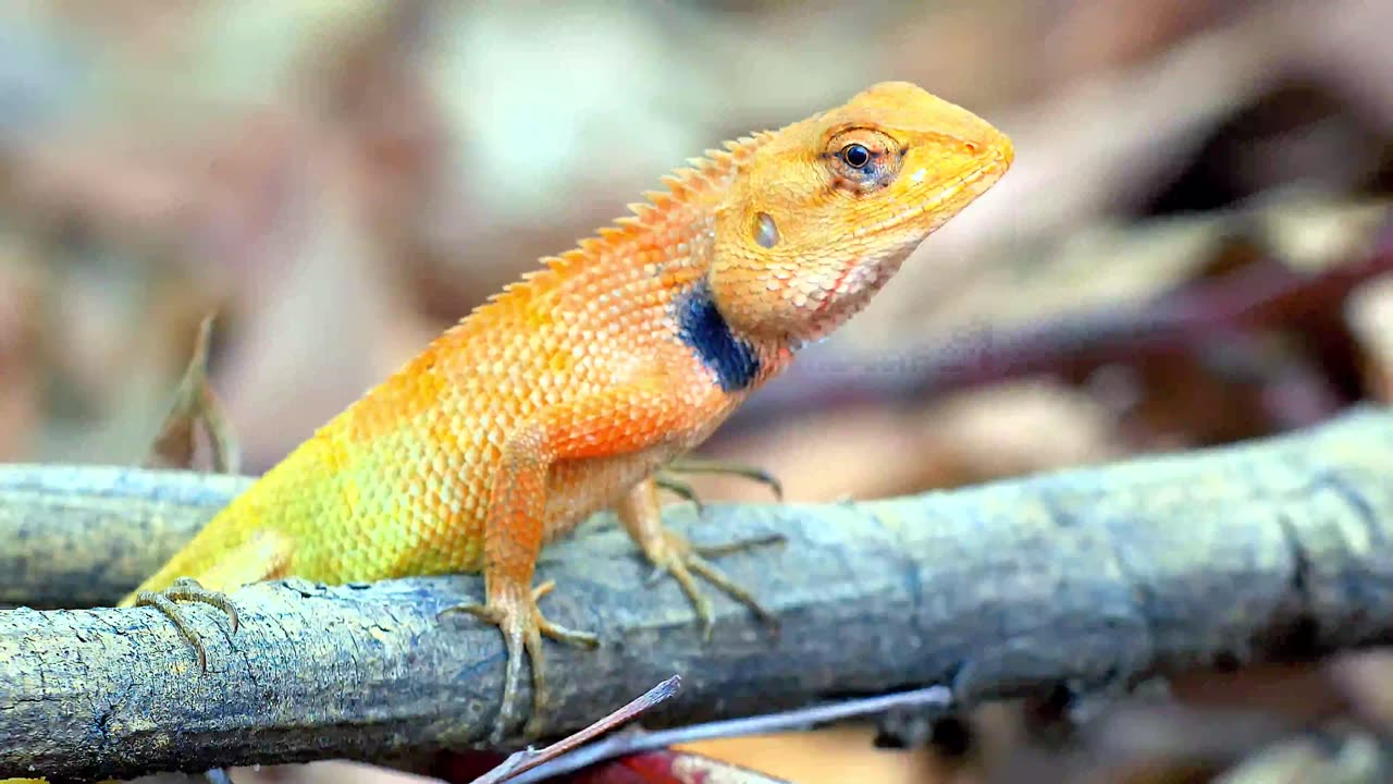 Experience a breathtaking journey through 100,000 stunning landscapes, all 8k