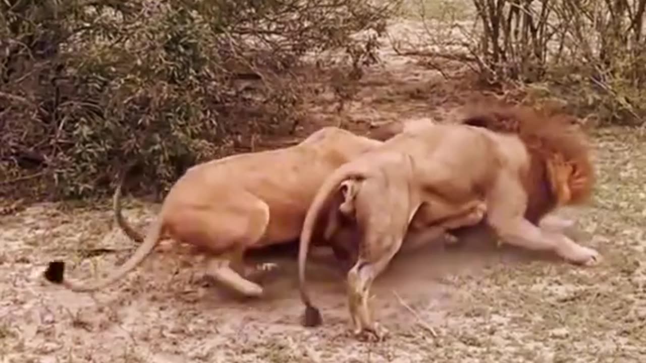 Lions Tearing Each Other Apart for Food – The Brutal Side of the Wild 🦁🍖