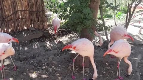 flamenco
