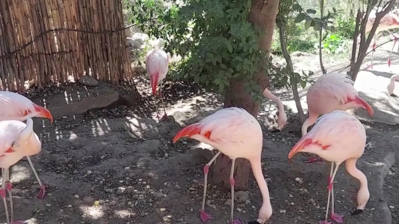 flamenco