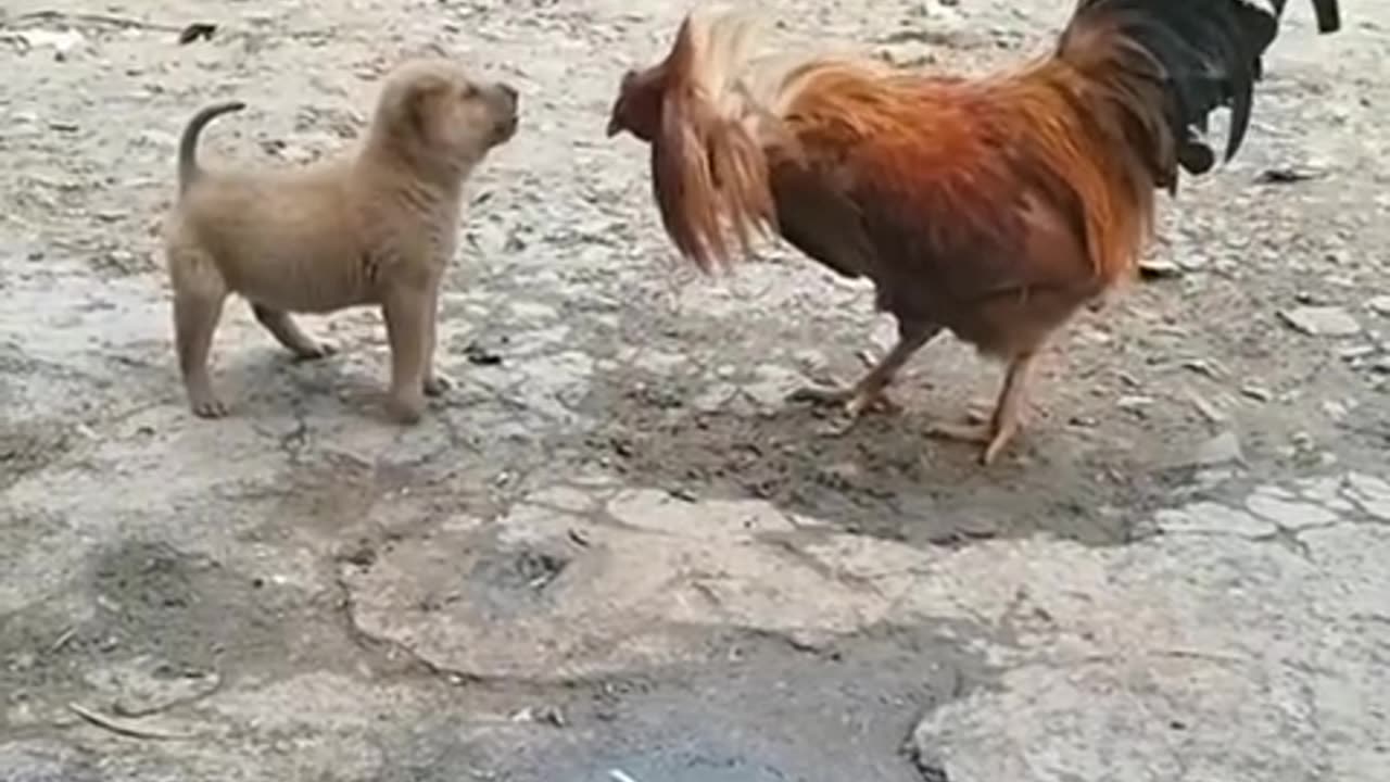 The rooster bullied the puppy, but the puppy showed no fear.