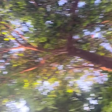 I found this little baby in the backyard... does anyone know what this little animal is?