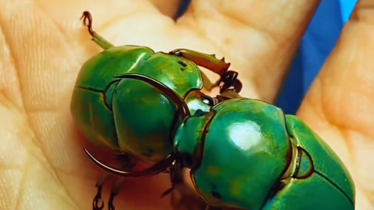 Beetles fight