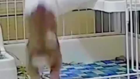 Funny-bunny-funnyanimals-petvideos-cutep_
