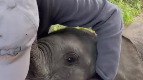 😂🐘 Baby Elephant Kiss & Purr! | FunFM