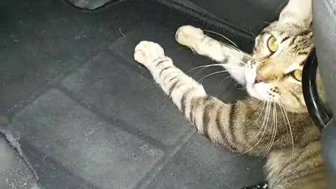 When we go out into nature, the cat loves to lie in the driver's seat