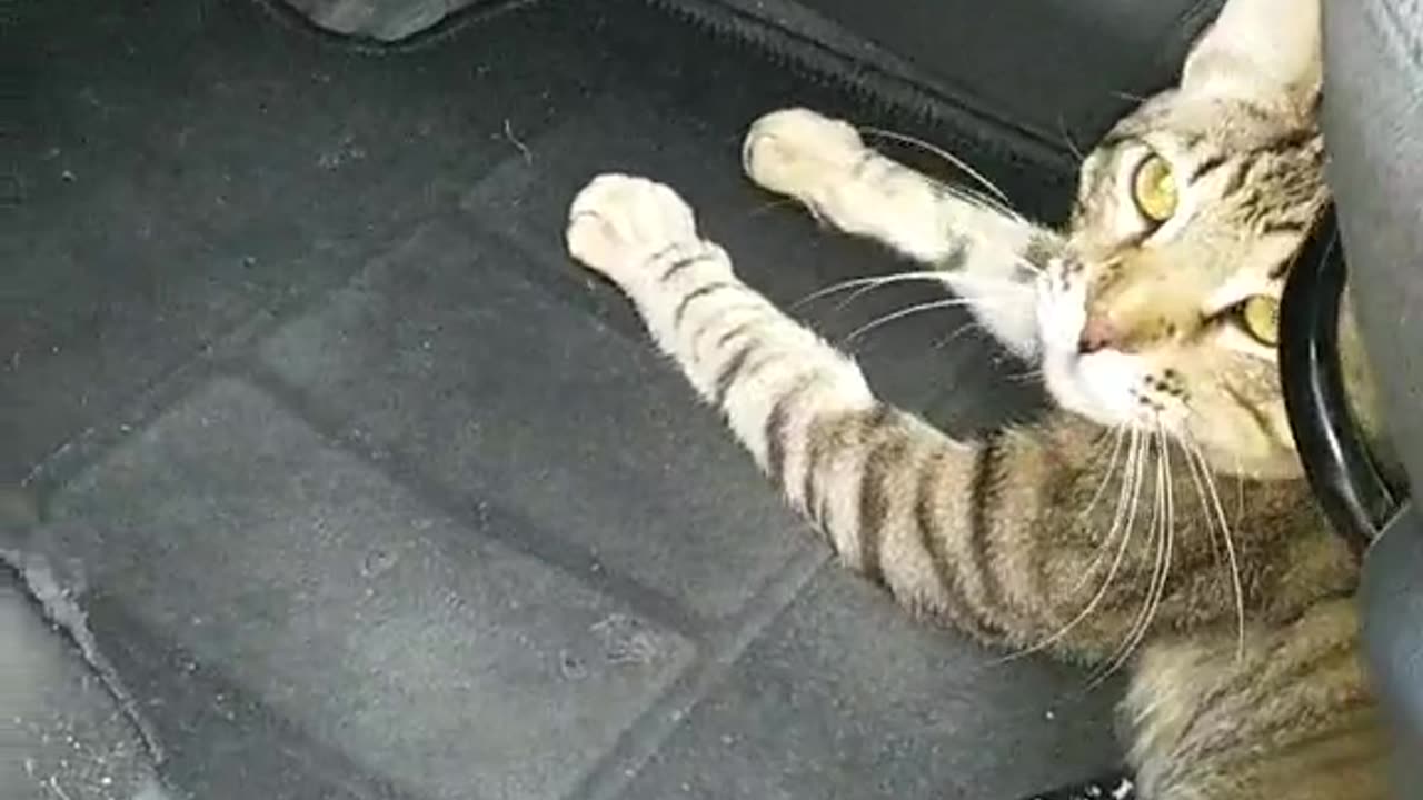 When we go out into nature, the cat loves to lie in the driver's seat