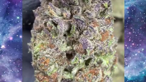 Cosmic Runtz THCa Flower | AA Indoor Indica | 29% Potency | Sweet Berry Cream | Bulk #THCa