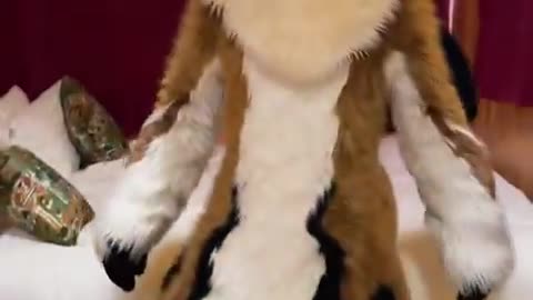 Adorable derg in the bedroom