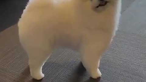 Do you like American or British style?Pomeranian, Pomeranian baby, silly puppy, cute dog