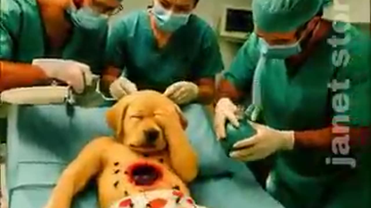 The cute dog ate ants along with the ice cream