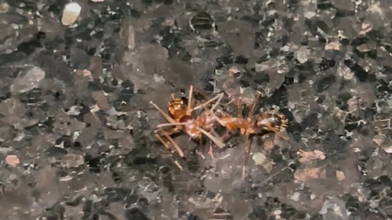 Ant getting drunk