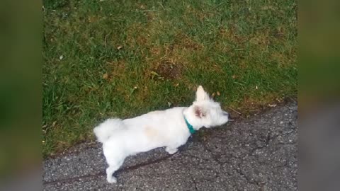dog