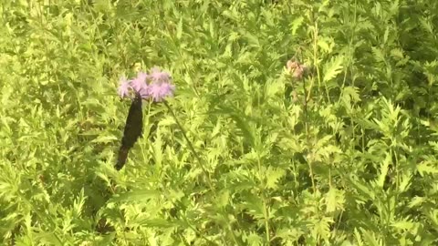 The butterfly love this flower only.🦋