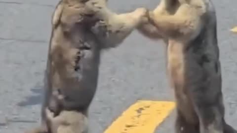 arguments