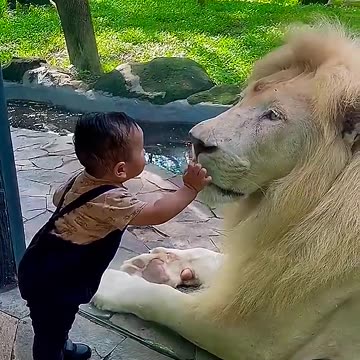 Lion and baby