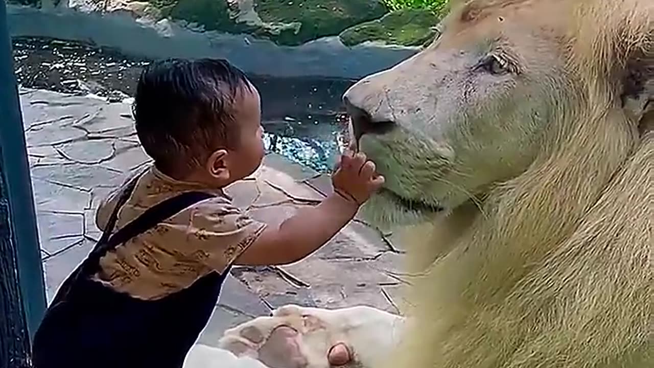 Lion and baby