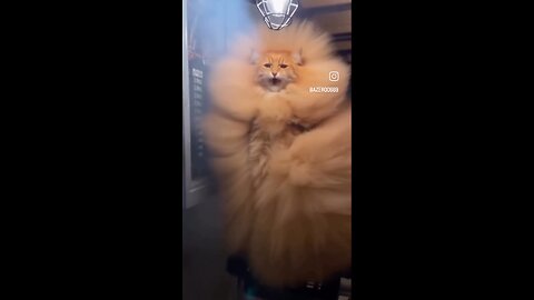 Martial cat 🤣🤣