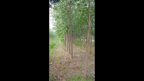 satisfying Video