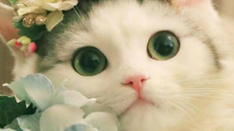 > "Cat Dances Like a Pro During Podcast 🎧🐾 | Cutest Thing You’ll See Today!"