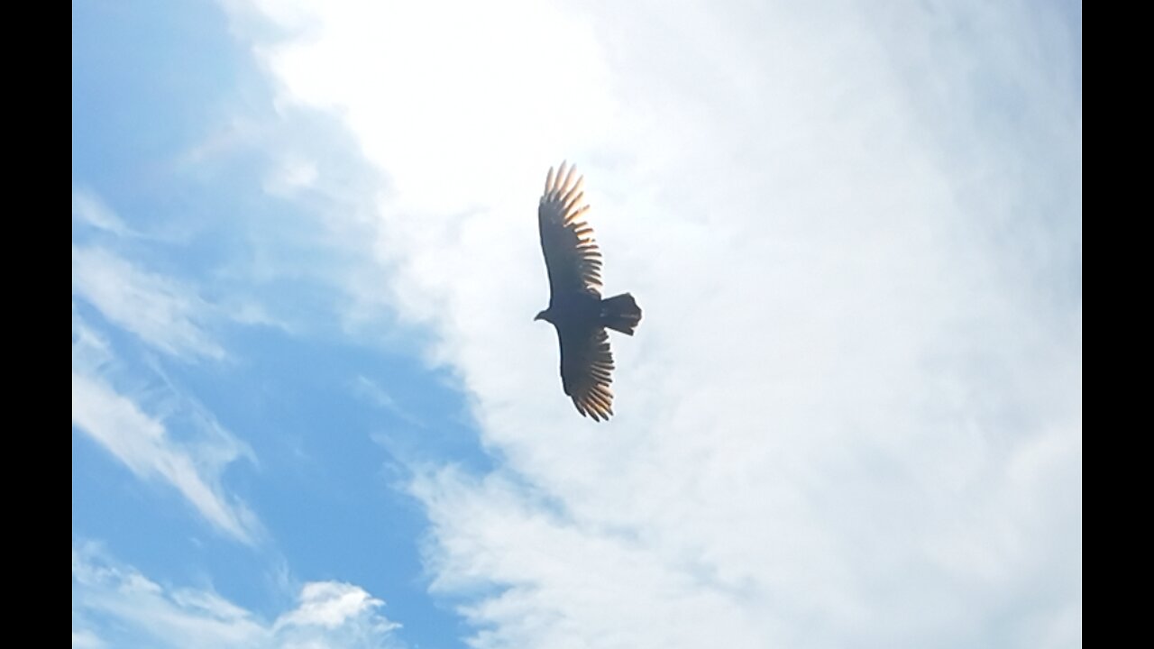 🦅 Free As A Bird - The Beatles 🦅