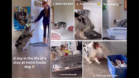 A Day in the Life of a Stay at Home House Dog