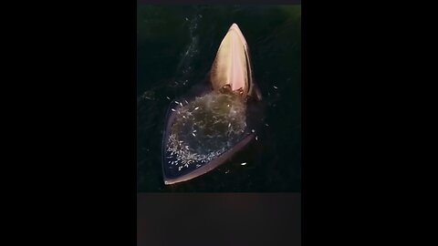 Whales Eat Fish in Ocean | Amazing Wildlife Footage🐳 #Whales #OceanWildlife #NatureVideos #fish #fy