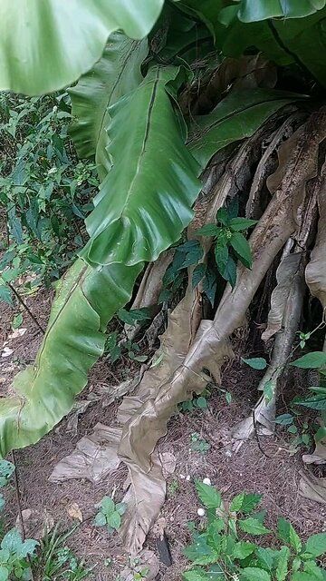 Peeing on a tree on an island