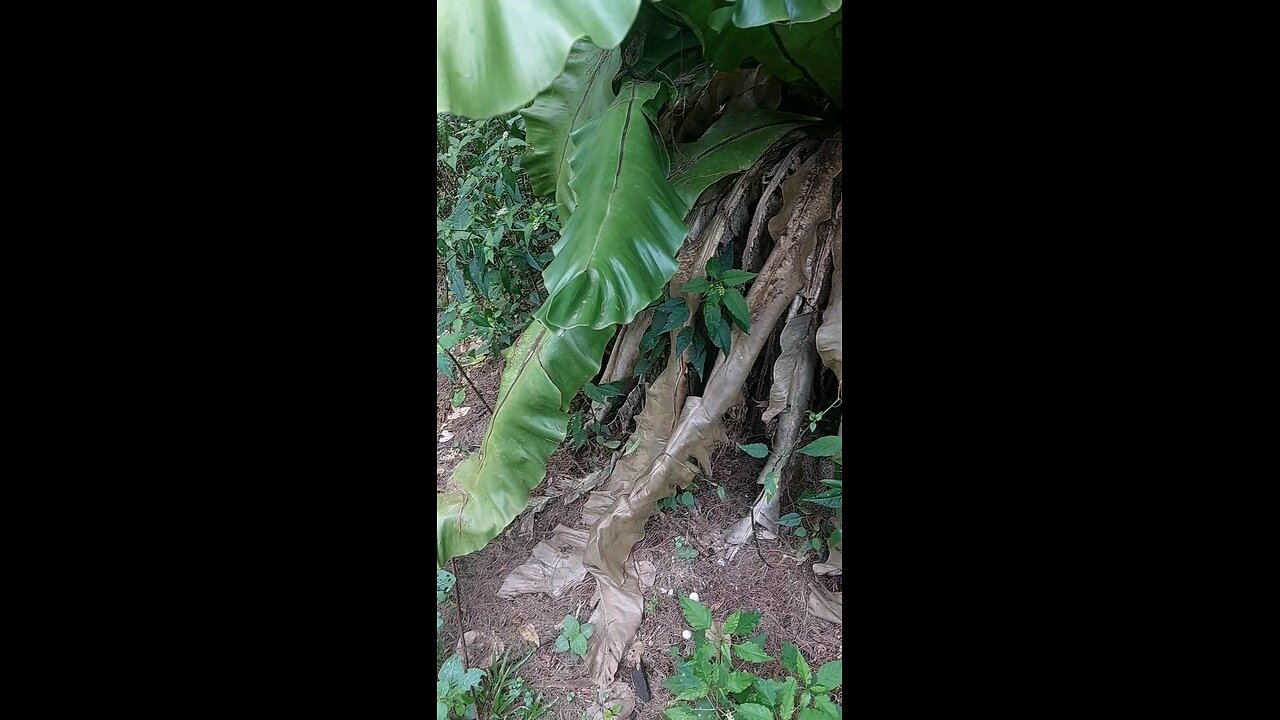 Peeing on a tree on an island