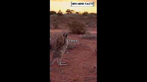 Kangaroo facts