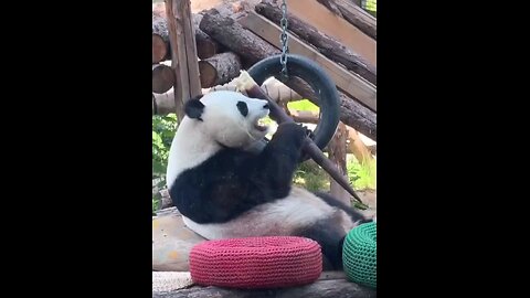 Panda Enjoying Bamboo"