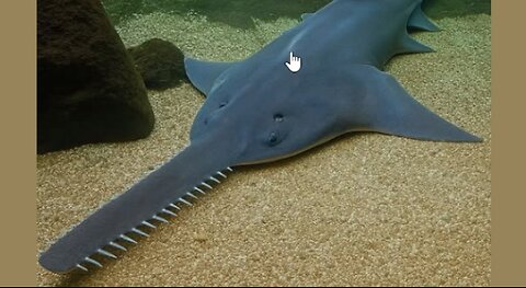 Sawfish #sharkweek