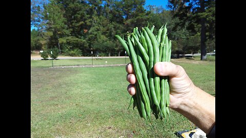 Picking November Green Beans 11/3/25