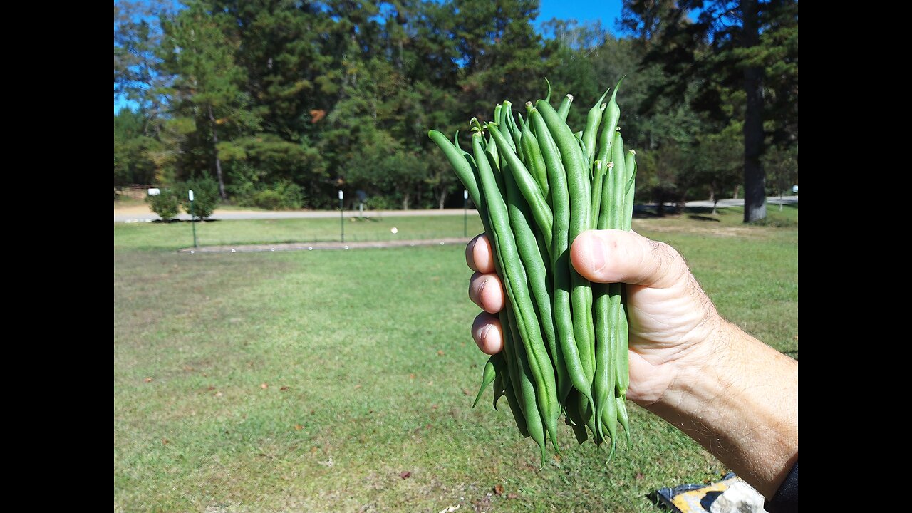 Picking November Green Beans 11/3/25