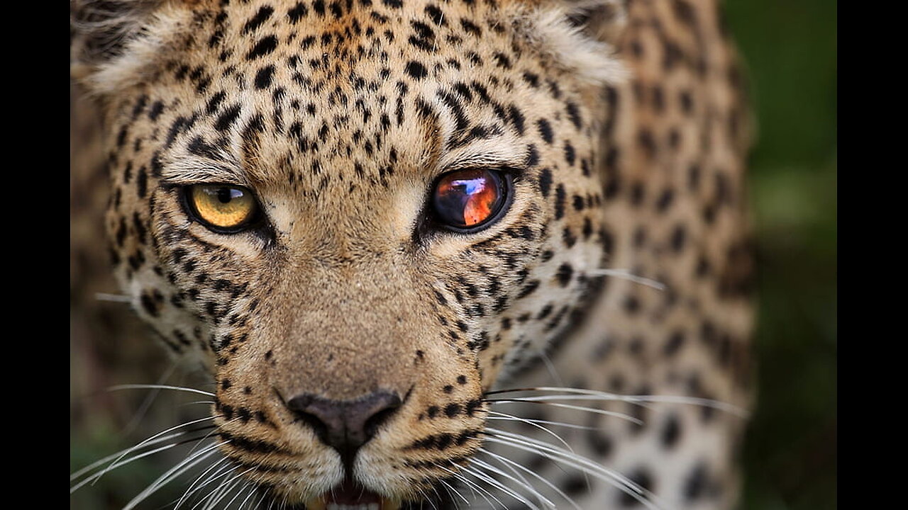 United we are Alive , Divided we are dead